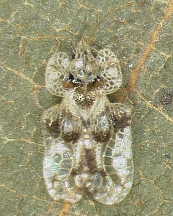 Tingidae: Corythucha arcuata nel N-Italia